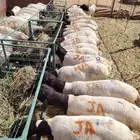 خروف بربري وتيوس وحاشي حلال مربي صومالي