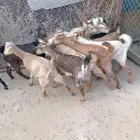 12من العرس اسمان ونظاف وصحاح متناصف