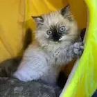 للبيع 4 قطط مع مستلزماتها