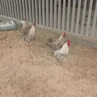 ديوك فيومي بلدي 5 حبه للبيع