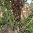 قلع وغرس وتوريد جميع انواع النخيل العربي والوشنطن