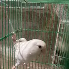 زكر روز البينو عيون حمر