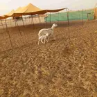 عرض اليوم لكم الخلفاء طيبه حريه