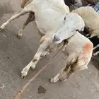 نعجه للبيع مع بنتها