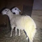 ذبايح طليان للبيع