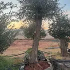 يوجد لدينا زيتون معمر مثمر جميع الأحجام ويوجد وسط ويوجد شتلا