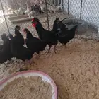 دجاج اسود صك لماع