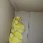 بط بكيني اليف