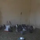 حمام مشكل