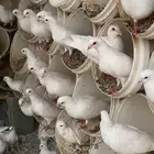 مدير مشريع حمام وفرز
