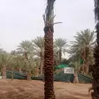 نخيل واشنطن ونخل عربي