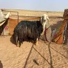 للبيع   طلي نجدي تام على جميع الشروط وعلى حد الغلاق ظراب