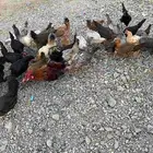 دجاج بلدي بياض ورومي