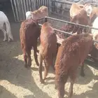 سواكن حمري مرابي ثلاث اشهر