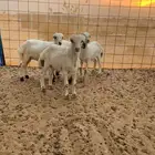 بهم تربيه شعره وشكل انتاج مراح