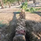 بيع جميع انواع النخل والشجر والعشيب والورد وتنظيف النخيل وشج