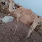 ناقه للبيع