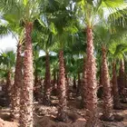 نخل واشنطن أمريكي ونخل عربي مثمر