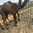 قعدان لبيع