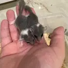 السنجاب القزم