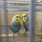 عصافير بادجي للبيع زوج