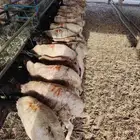 للتجار والملاحم برابر وتيوس صومالية جذعان جودة ولحم نظيف