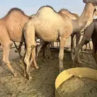 قعدان مفاريد فل شحم للبيع