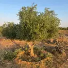 اشجار زيتون