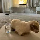 للبيع ماعز قزمي صغير ولعووب