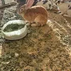 ذكور أرانب بابيون العملاقه
