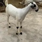 جفره بيشه فاخره تب التب