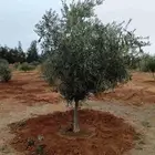 يوجد لديناء جميع انواع الاشجار لتوصل علا
