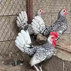 دجاج سبرايت تم تم البيع