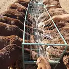 سواكن حمري مرابي تفريد 1000 ريال