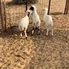 للبيع بهم نظيف تربيه