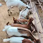 تيوس العدد6 و الاناث 5 و ذكور1العمر من ثلاثه شهور لاربع شهور