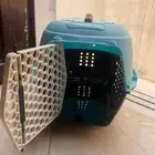 بوكس قطط للبيع للسوم تواصل خاص