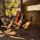 دجاج باكستاني