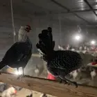 دجاج فيومي