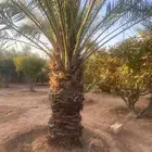 نخل انواع ممتازه حائل