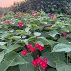 مشتل الجموم الجميع انواع اشجار الجملة