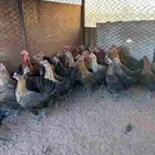 دجاج بلدي بياض