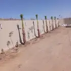 يوجد لدينا جميع انواع النخيل المثمرة وزينه