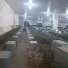 بطاريات ارانب اوروبي مستعمله