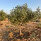 يوجد لدينا زيتون سحب حجم طلب ازبون