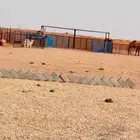 مضلات ابل