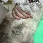 قطط