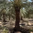 فروخ مجدول صقعي خضري خلاص للبيع