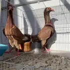 حمام كارير انجليزي جوز منتج