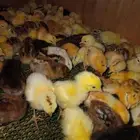 صوص بلدي
